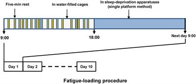 Mapping the Alterations of Glutamate Using Glu-Weighted CEST MRI in a Rat Model of Fatigue